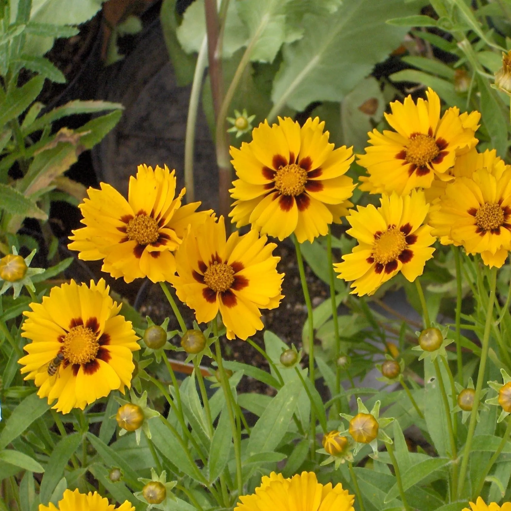 Lanceleaf Coreopsis - Coreopsis lanceolata 'Sterntaler'